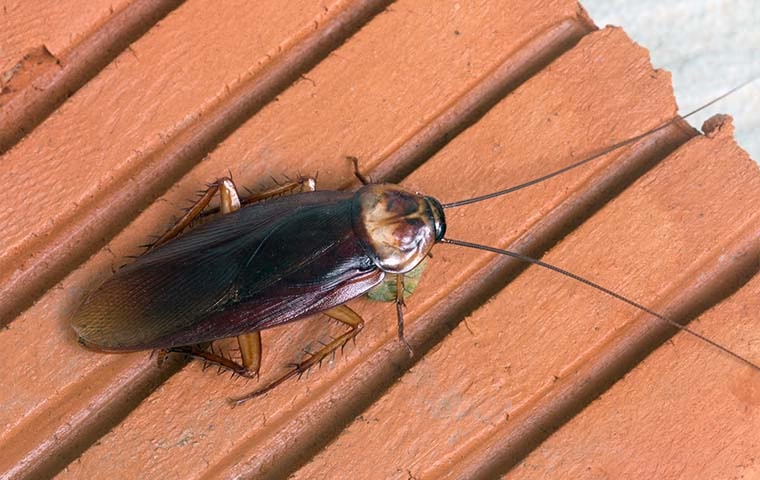 American cockroach